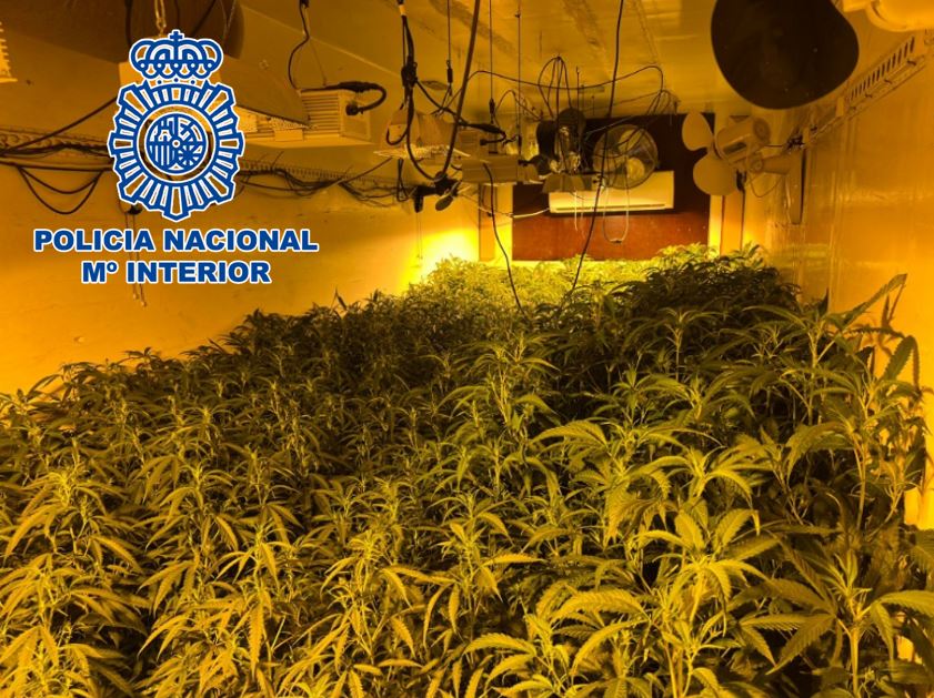 La-Policía-Nacional-decomisa-780-plantas-de-marihuana