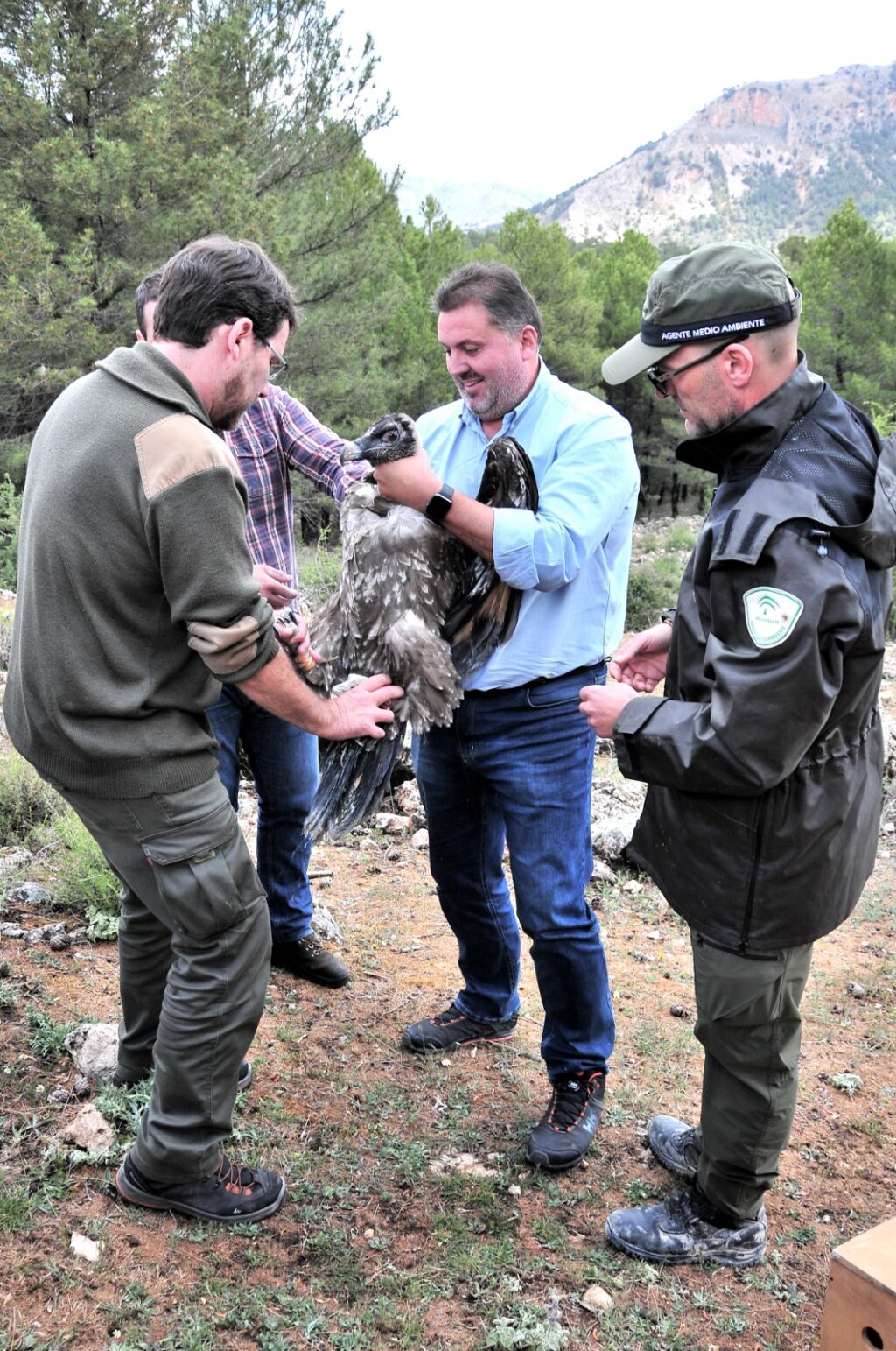 Dos-nuevos-pollos-de-quebrantahuesos-liberados