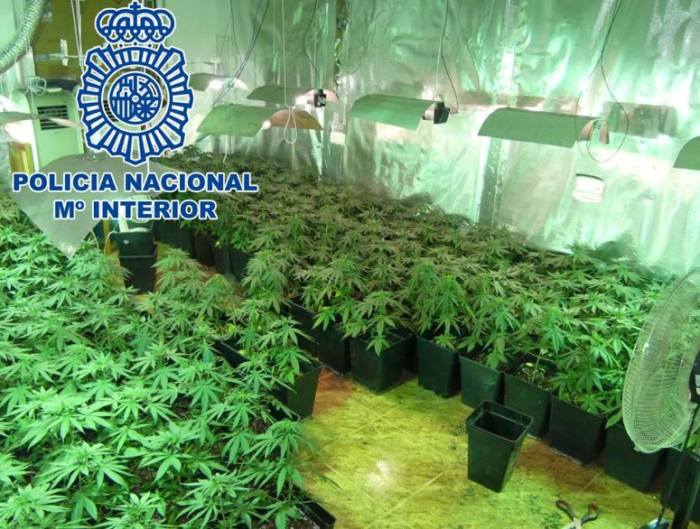 Detienen-in-fraganti-a-los-cuatro-presuntos-responsables-de-una-plantación-de-marihuana