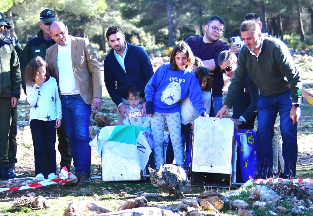 La-Junta-comienza-una-nueva-campaña-de-suelta-de-lince-ibérico-en-Iznalloz-(Granada)