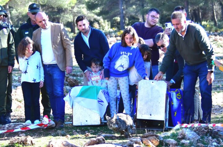 La-Junta-comienza-una-nueva-campaña-de-suelta-de-lince-ibérico-en-Iznalloz-(Granada)