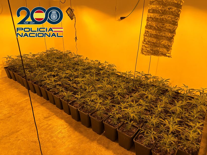 En-el-operativo-ha-resultado-detenido-el-presunto-responsable-del-cultivo-in-door-de-cannabis-sativa,-un-varón-español-de-53-años