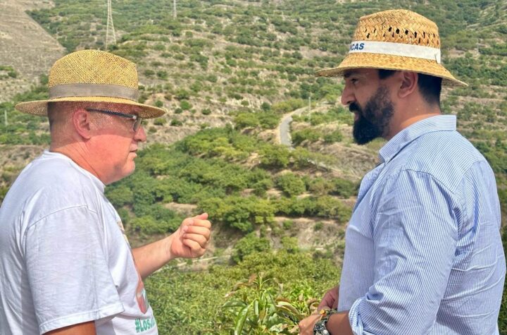 Jacobo-Robatto-ha-registrado-una-batería-de-preguntas-al-Gobierno-para-conocer-cómo-ha-evolucionado-la-producción-de-aguacate-en-España