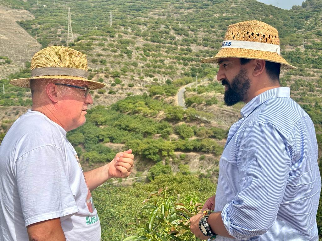 Jacobo-Robatto-ha-registrado-una-batería-de-preguntas-al-Gobierno-para-conocer-cómo-ha-evolucionado-la-producción-de-aguacate-en-España