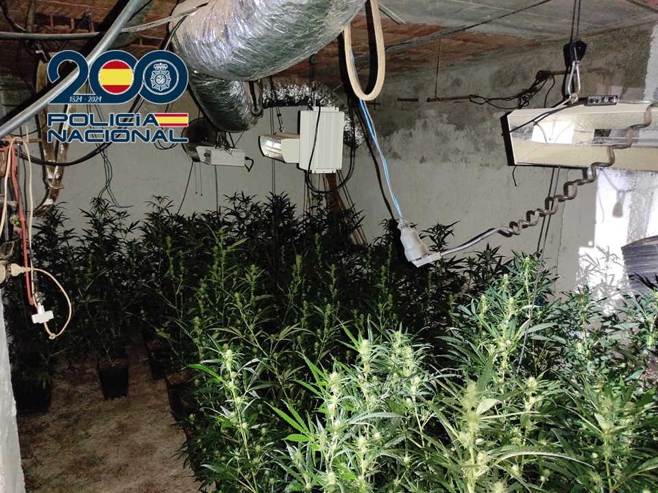 En-la-operación-desarrollada-dentro-del-“Plan-Norte”-se-ha-localizado-un-piso-con-dos-habitaciones-dedicadas-al-cultivo-interior-de-marihuana