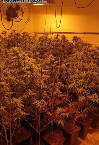 El-operativo-se-llevó-a-cabo-el-mismo-día-y-consistió-en-el-desmantelamiento-de-dos-cultivos-in-door-a-gran-escala-de-cannabis-sativa