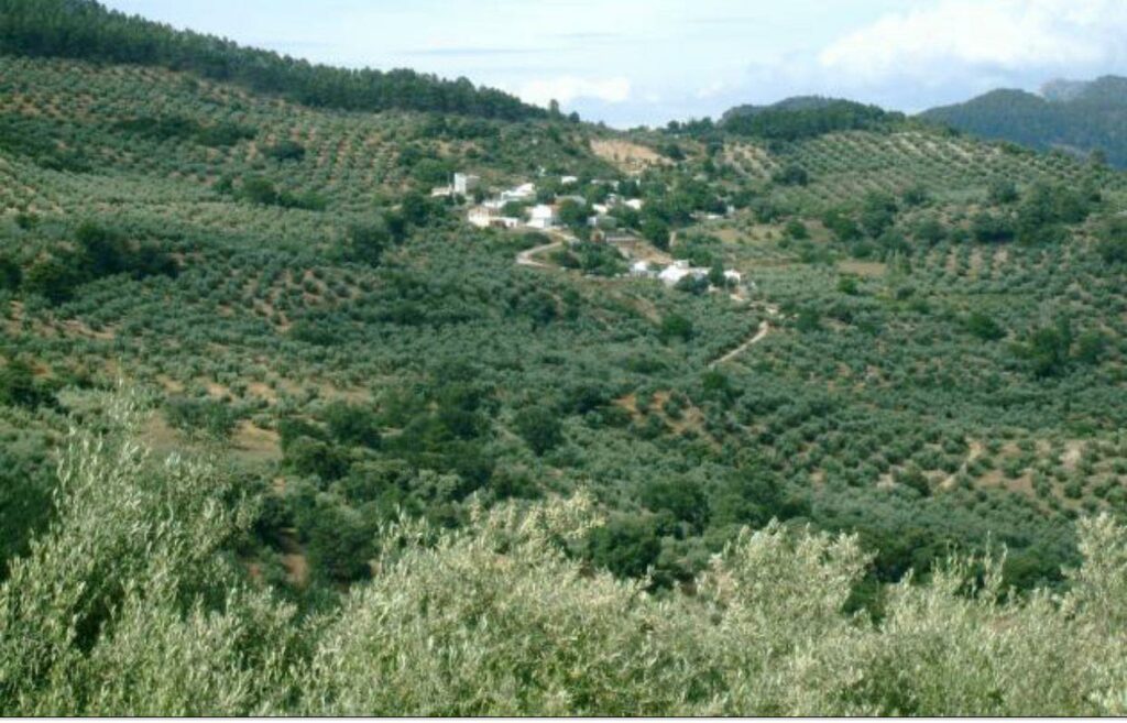 Agricultores,-plataformas-y-partidos-denuncian-la-tala-de-olivos-centenarios-para-instalar-megaplantas-solares-en-Andalucía
