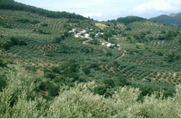 Agricultores,-plataformas-y-partidos-denuncian-la-tala-de-olivos-centenarios-para-instalar-megaplantas-solares-en-Andalucía