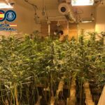 El-menor-de-los-responsables-se-encontraba-en-la-plantación-en-el-momento-de-los-registros-y-fue-detenido-en-el-acto