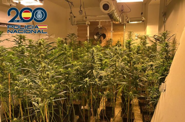 El-menor-de-los-responsables-se-encontraba-en-la-plantación-en-el-momento-de-los-registros-y-fue-detenido-en-el-acto