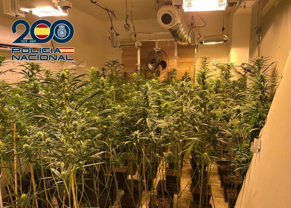 El-menor-de-los-responsables-se-encontraba-en-la-plantación-en-el-momento-de-los-registros-y-fue-detenido-en-el-acto